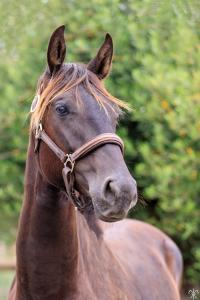 Photo cheval a vendre GLAMBOY DE LA GESSE